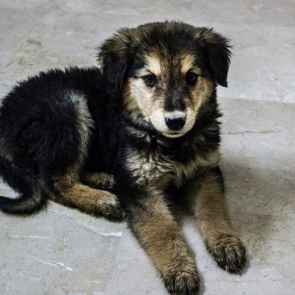 Щенок собаки муди