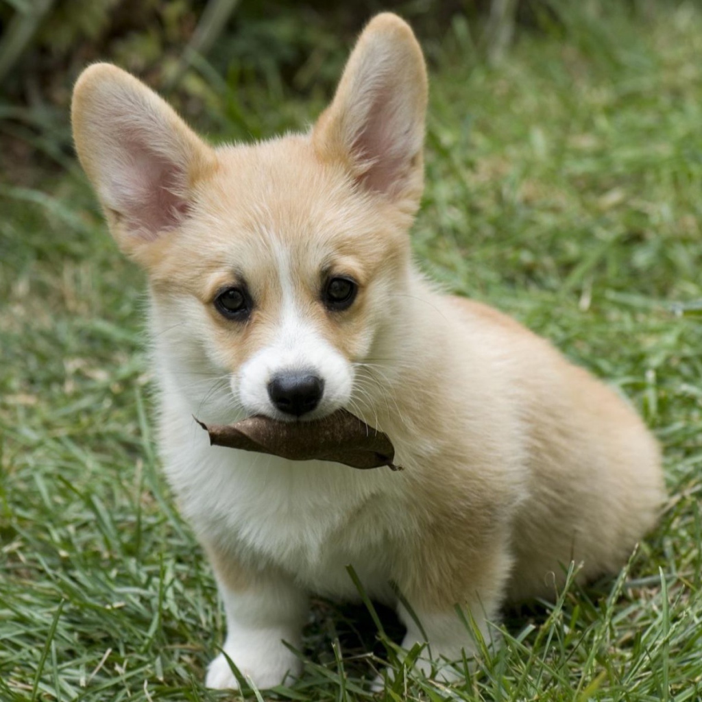 Щенок собаки вельш-корги