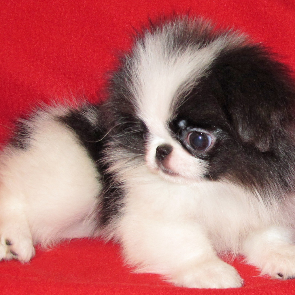 Щенок собаки японский хин