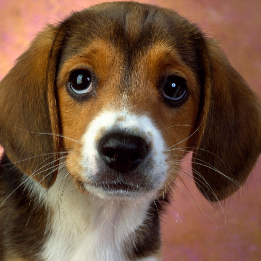 Глазастый щенок бигля 