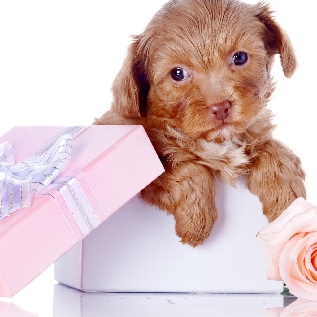 Щенок в коробке