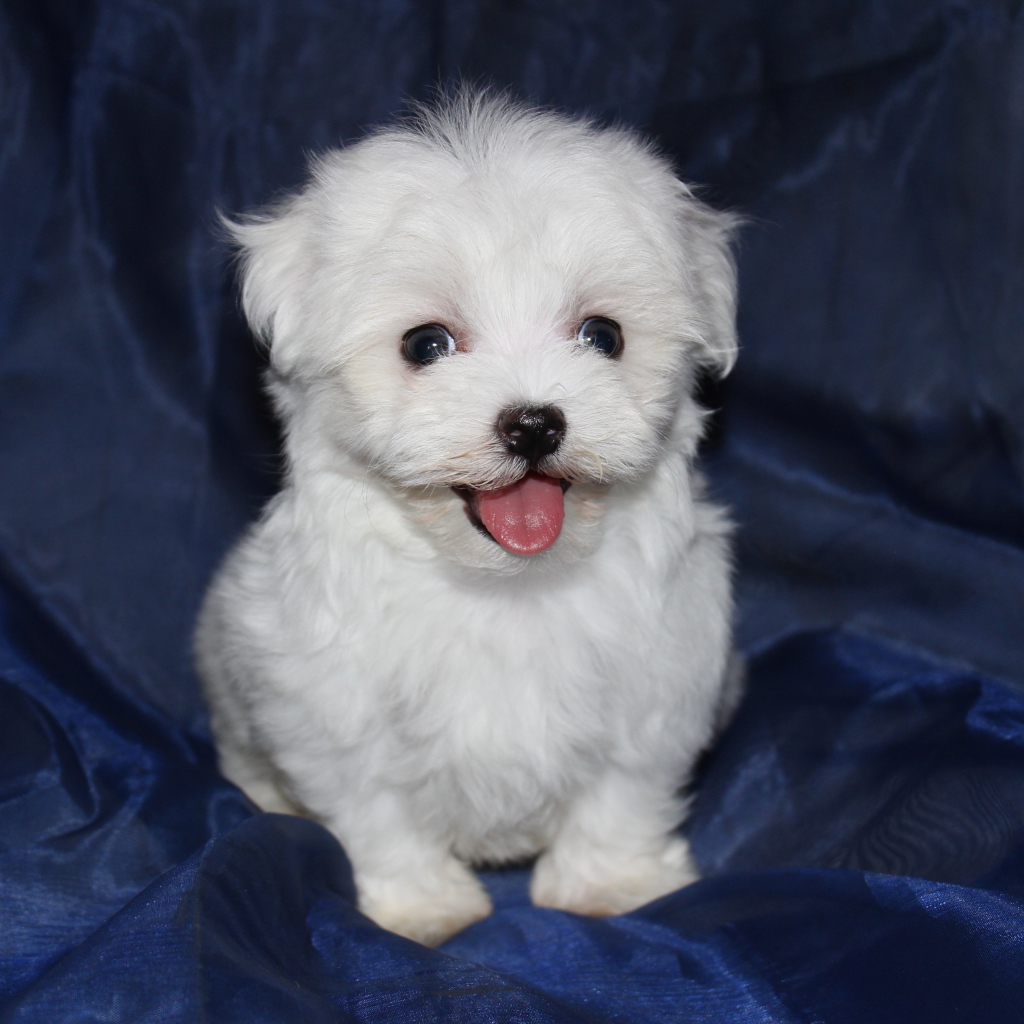 Щенок болонки на синем фоне