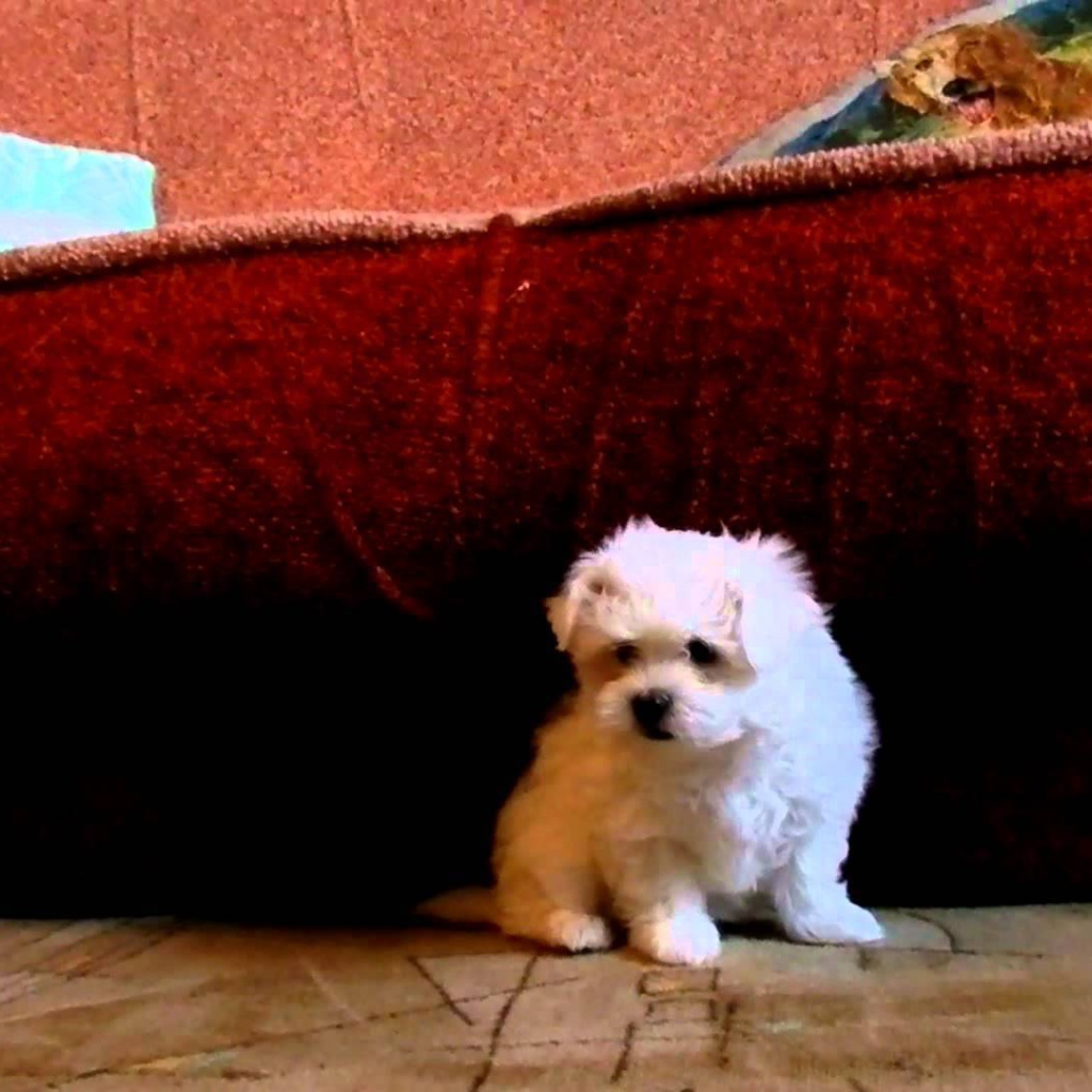 Щенок болонки под диваном