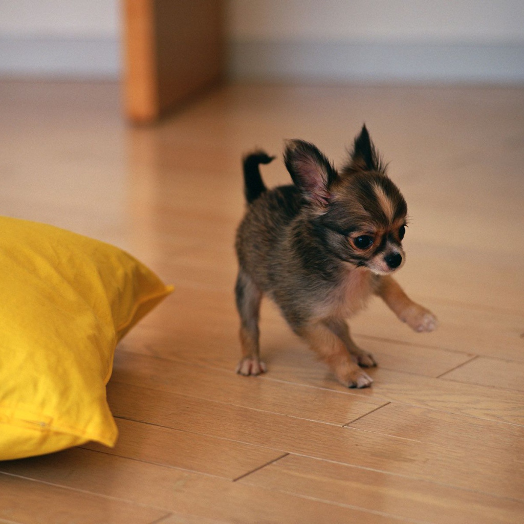 Щенок бегает по полу