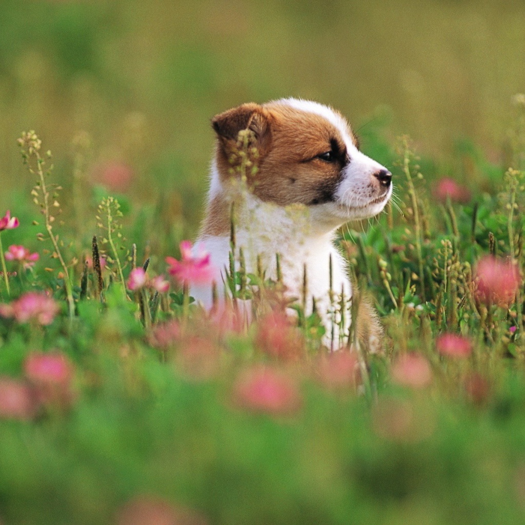 Щенок сидит в траве