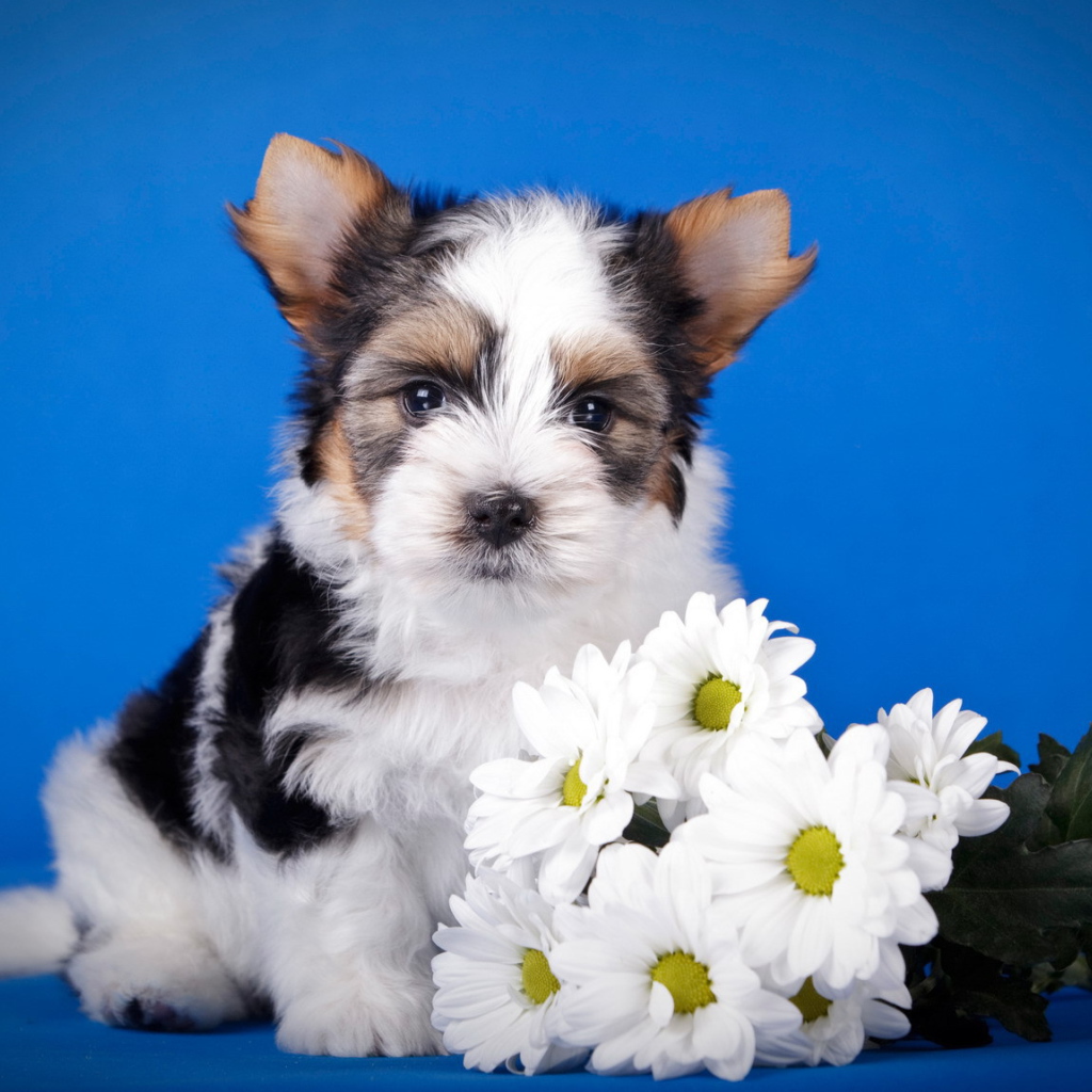 Щенок бивер йорк с букетом