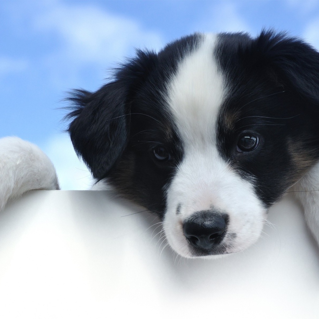 Щенок с белой мордой