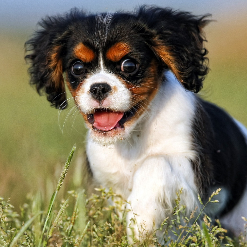 Щенок с пушистыми ушами