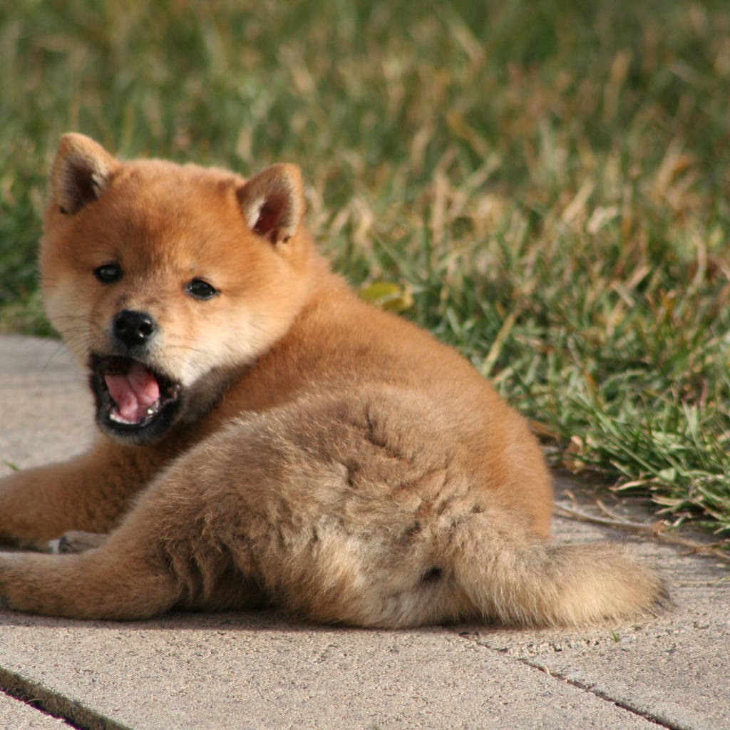 Щенок зевает