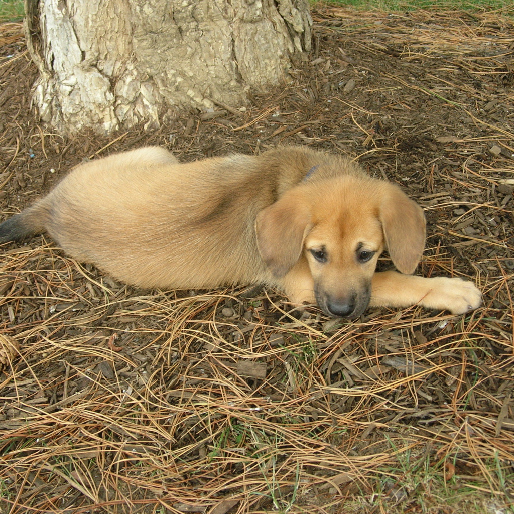 Породистый щенок чинук