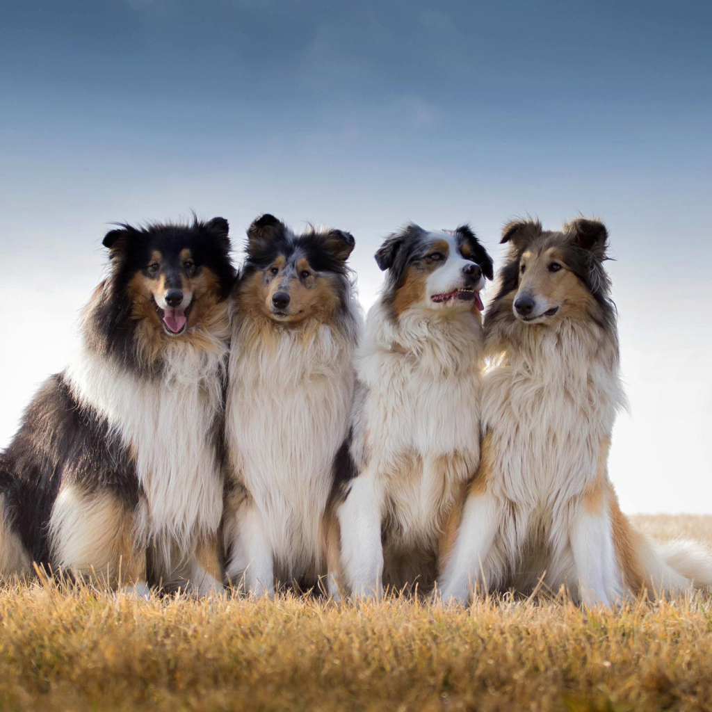 Квартет собак породы колли