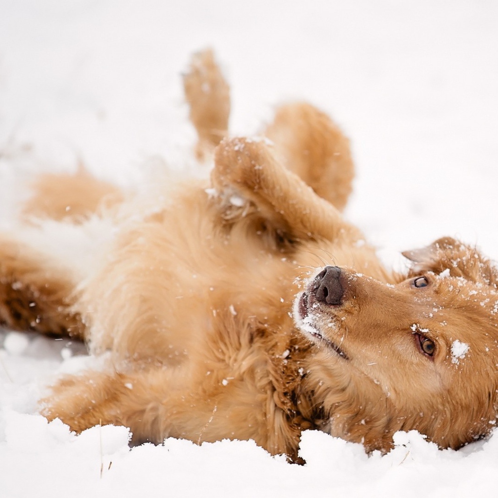 Рыжая собака лежит в снегу