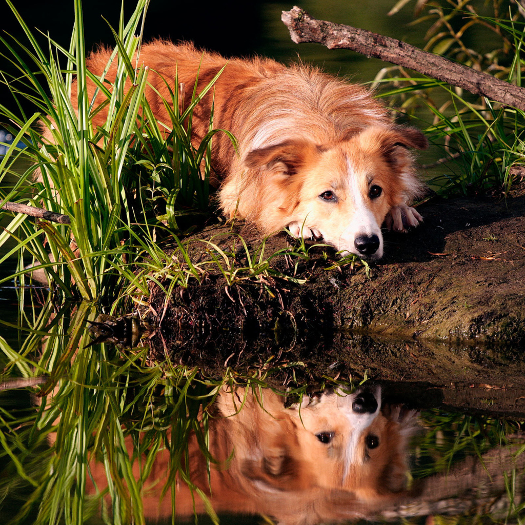 Рыжая колли отдыхает на берегу