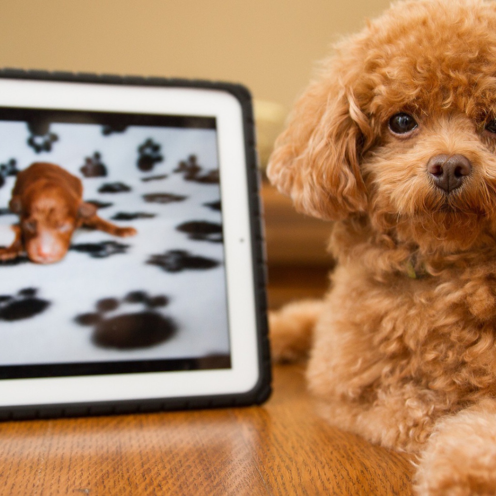 Pыжый щенок с картиной