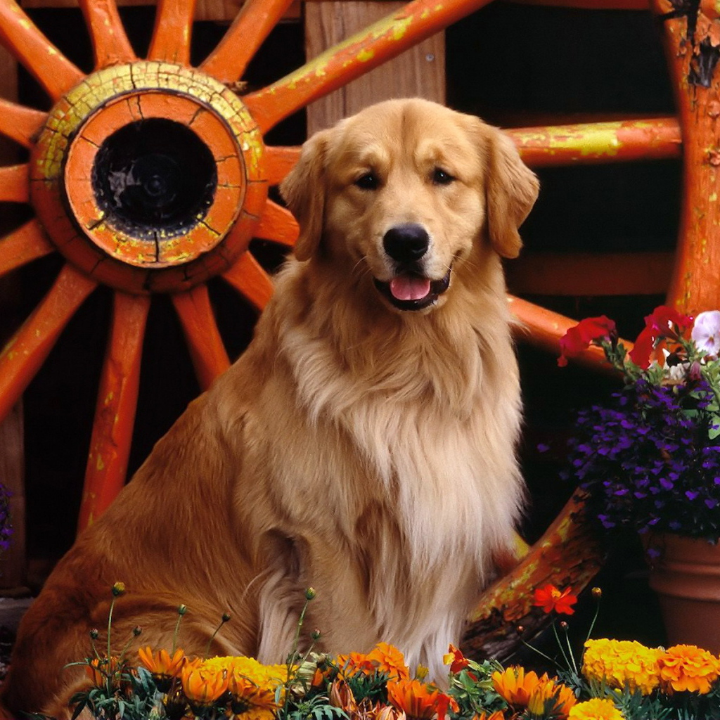 Ретривер возле колеса