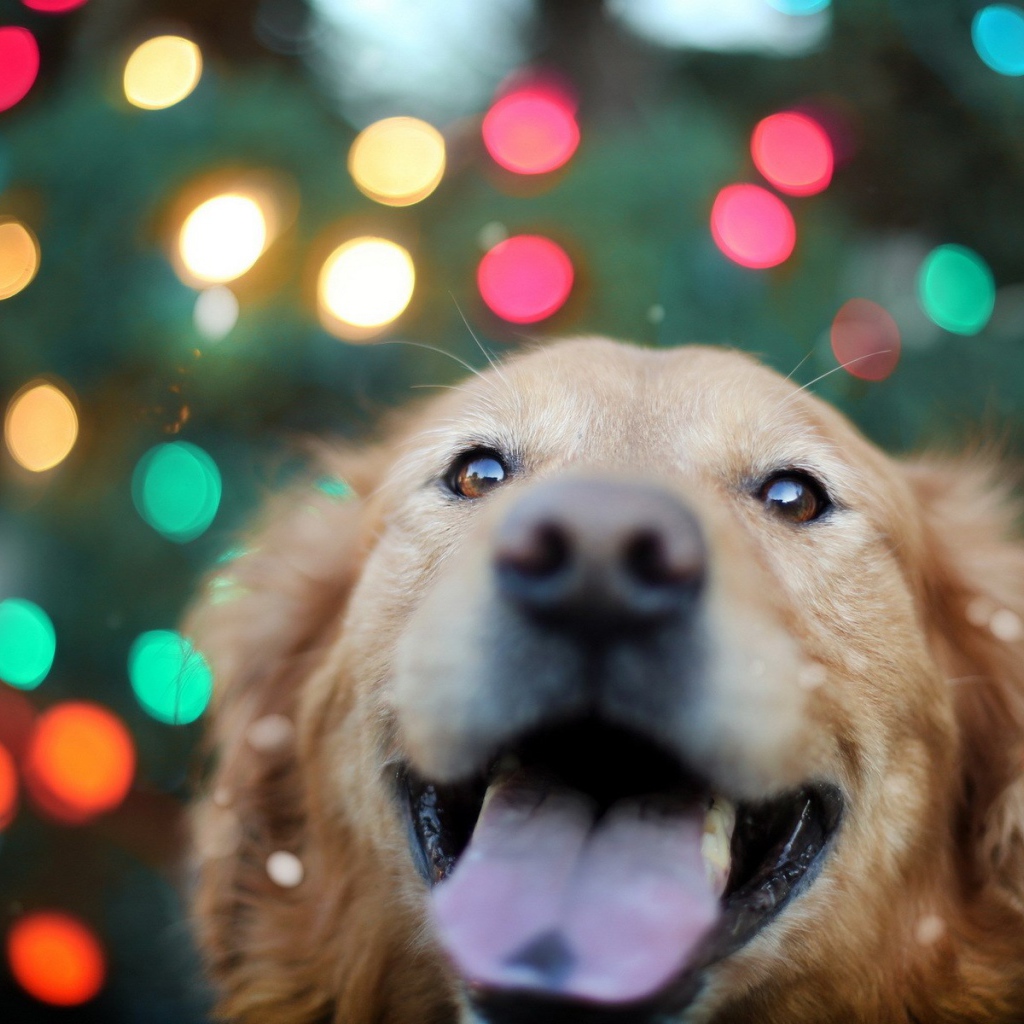 Ретривер на фоне огней