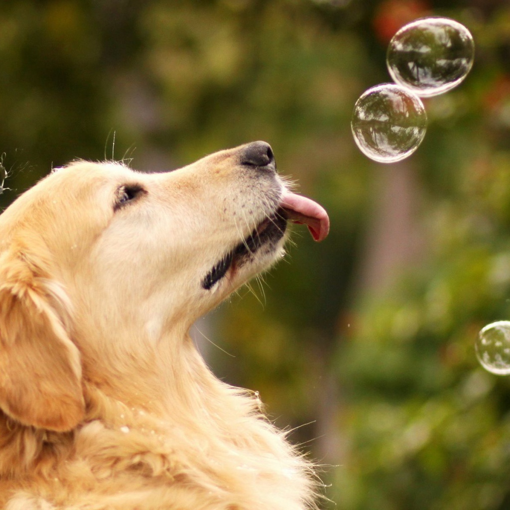 Ретривер с мыльными пузырями