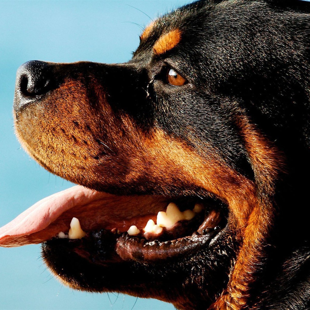 Ротвейлер на фоне неба