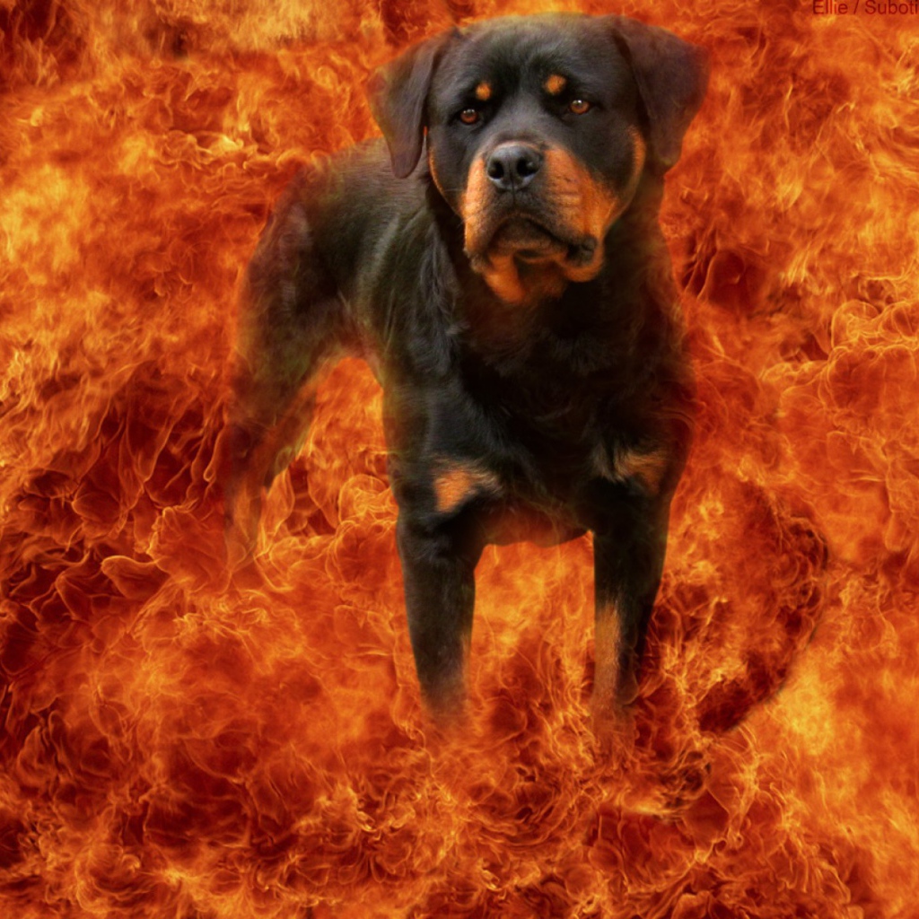Ротвейлер в огне