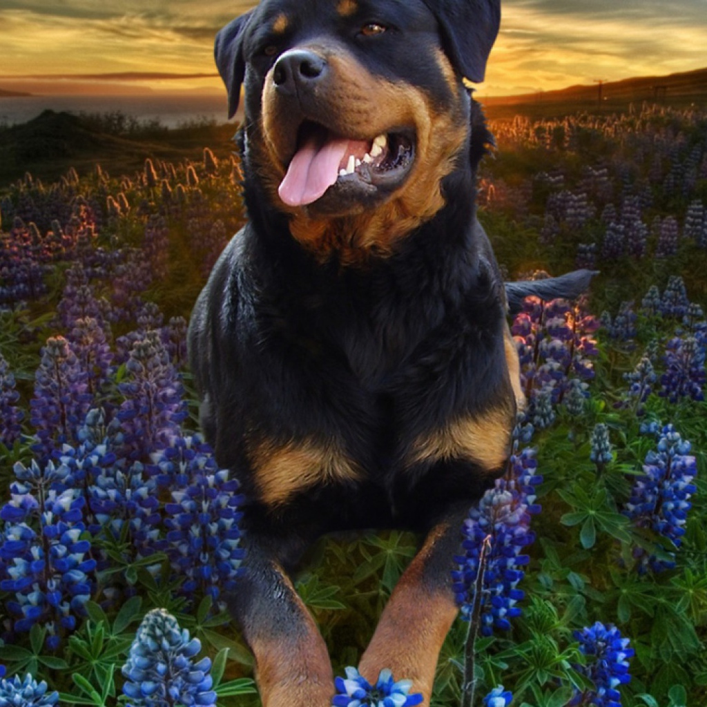 Ротвейлер в цветах