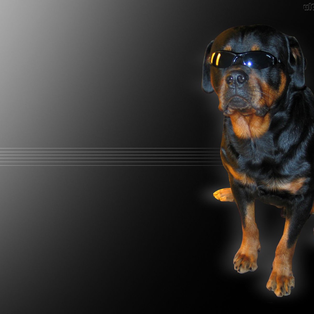 Ротвейлер в очках