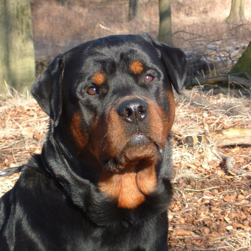 Ротвейлер в лесу
