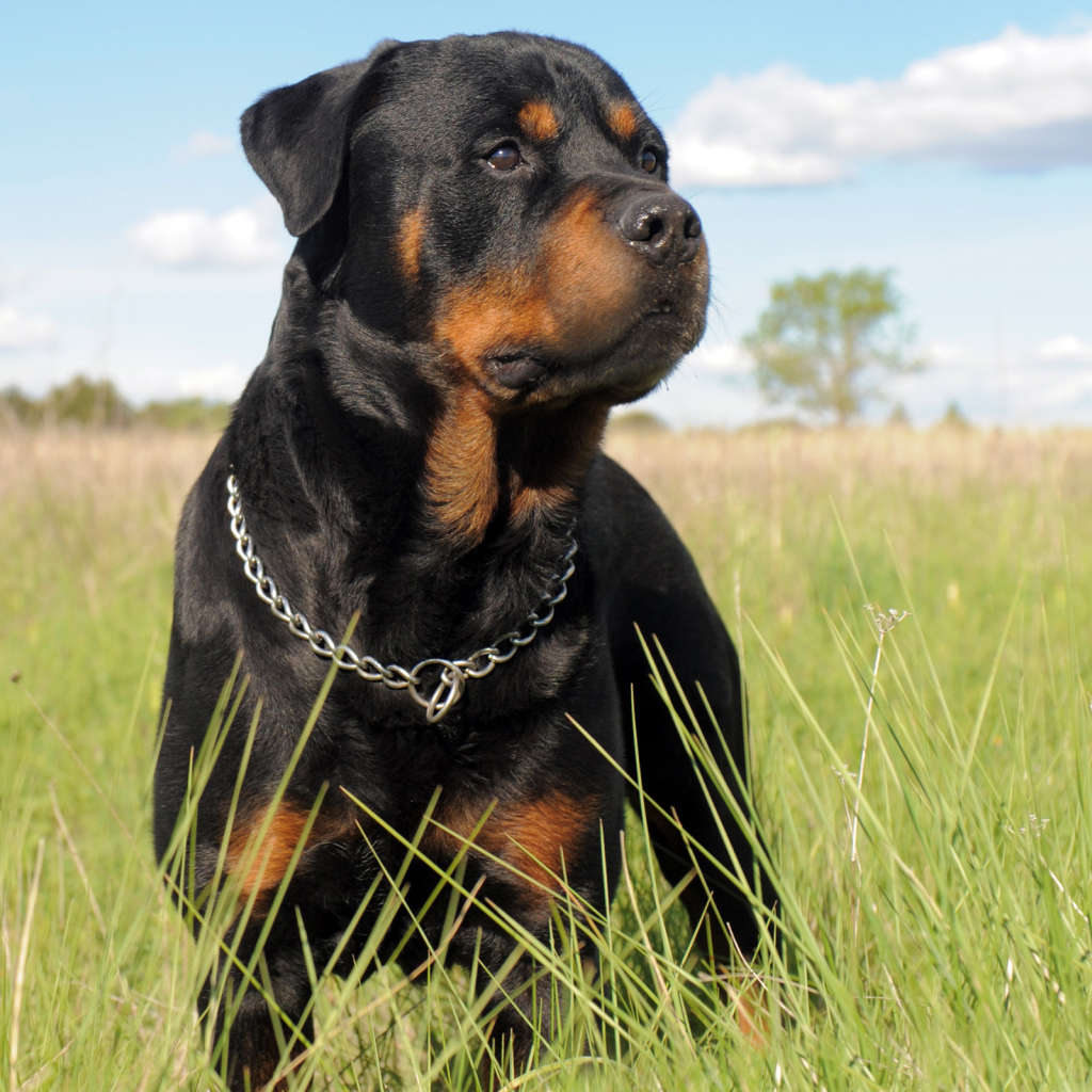 Ротвейлер в траве
