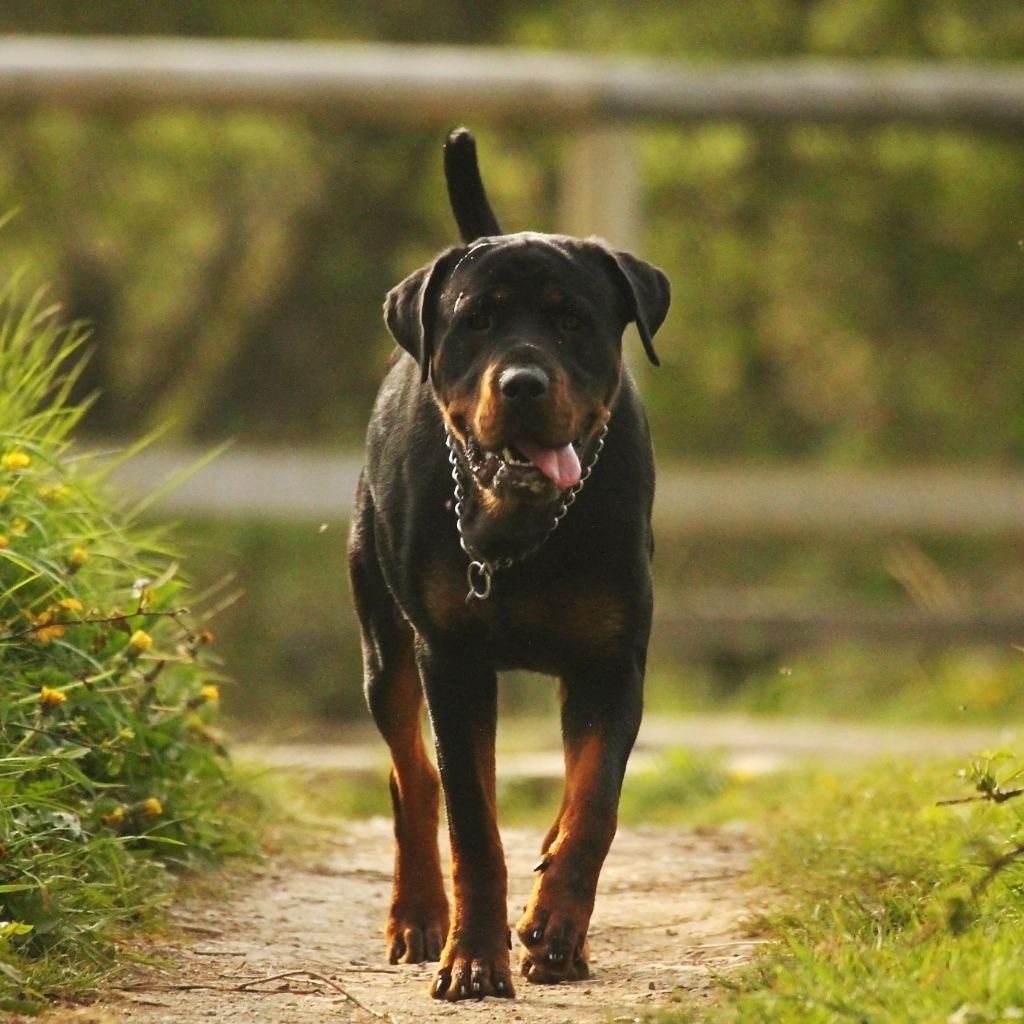 Ротвейлер идет по тропинке
