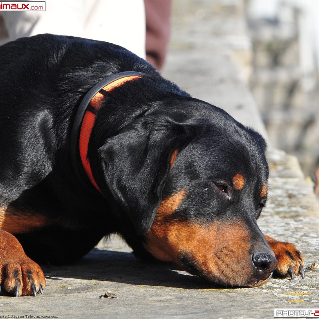 Ротвейлер смотрит прищурившись