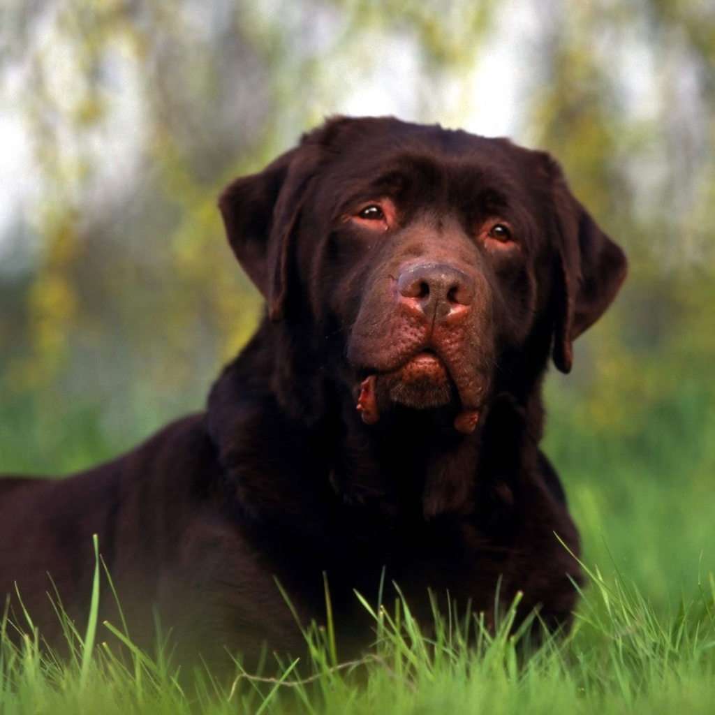 Ротвейлер лежит на поляне