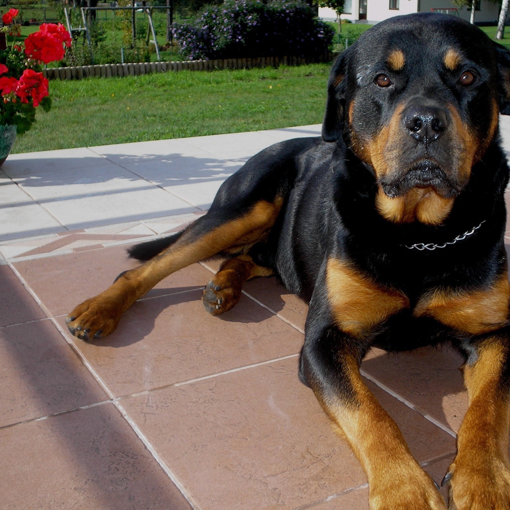 Ротвейлер лежит на крыльце