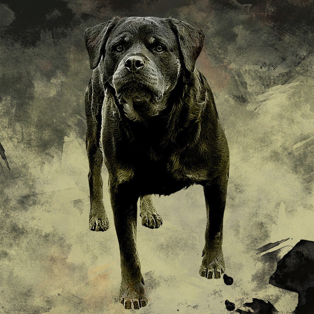 Ротвейлер на сером фоне