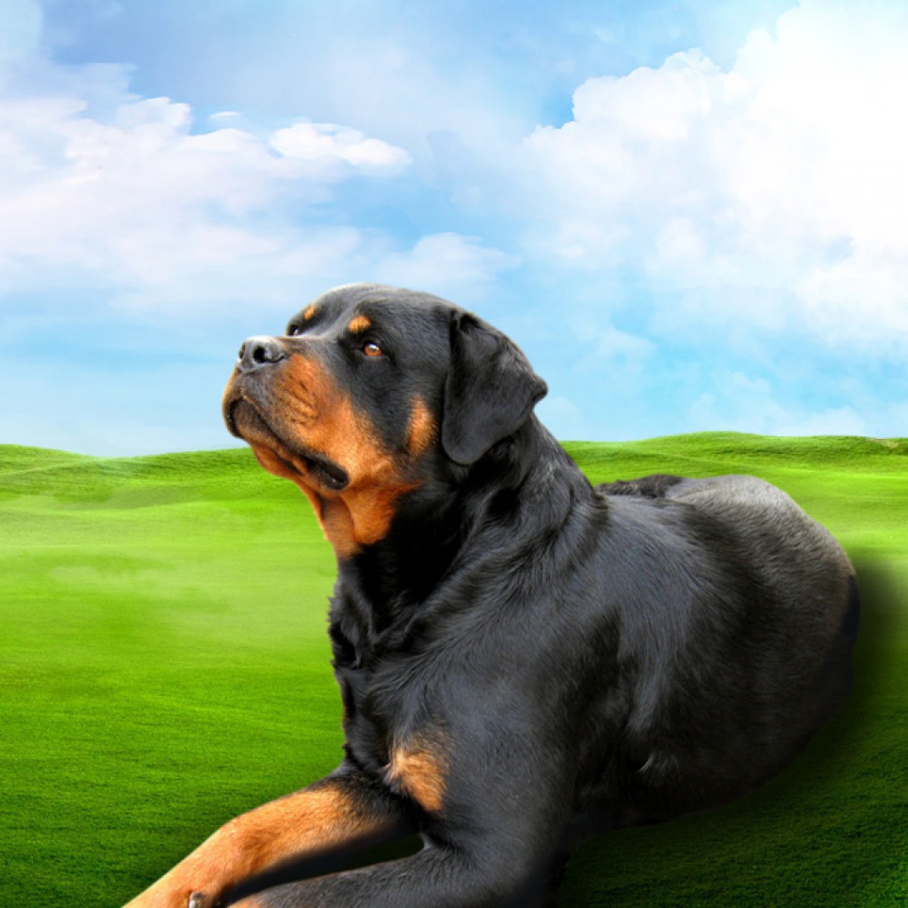 Ротвейлер на зеленом поле