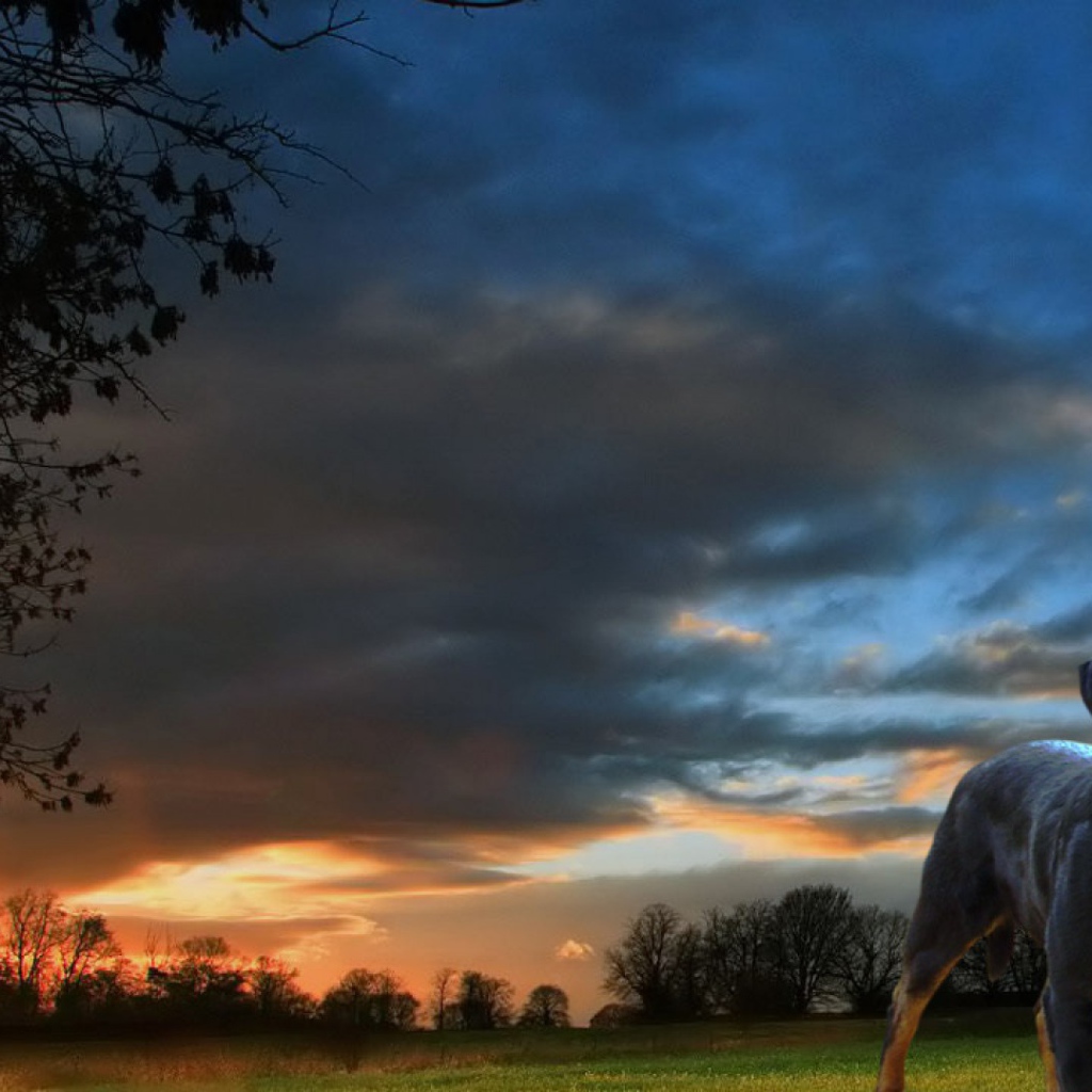Ротвейлер на фоне заката