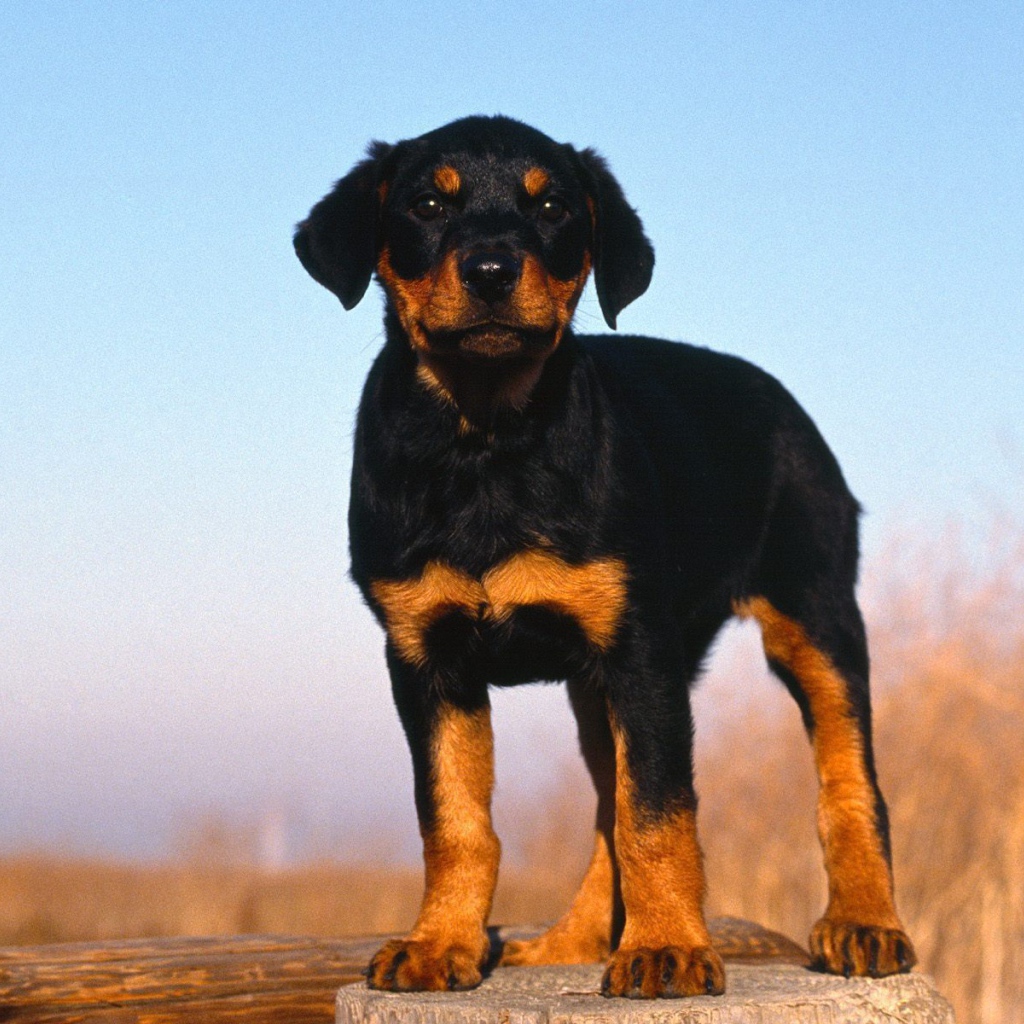 Rottweiler puppy is standing on a tree stump
