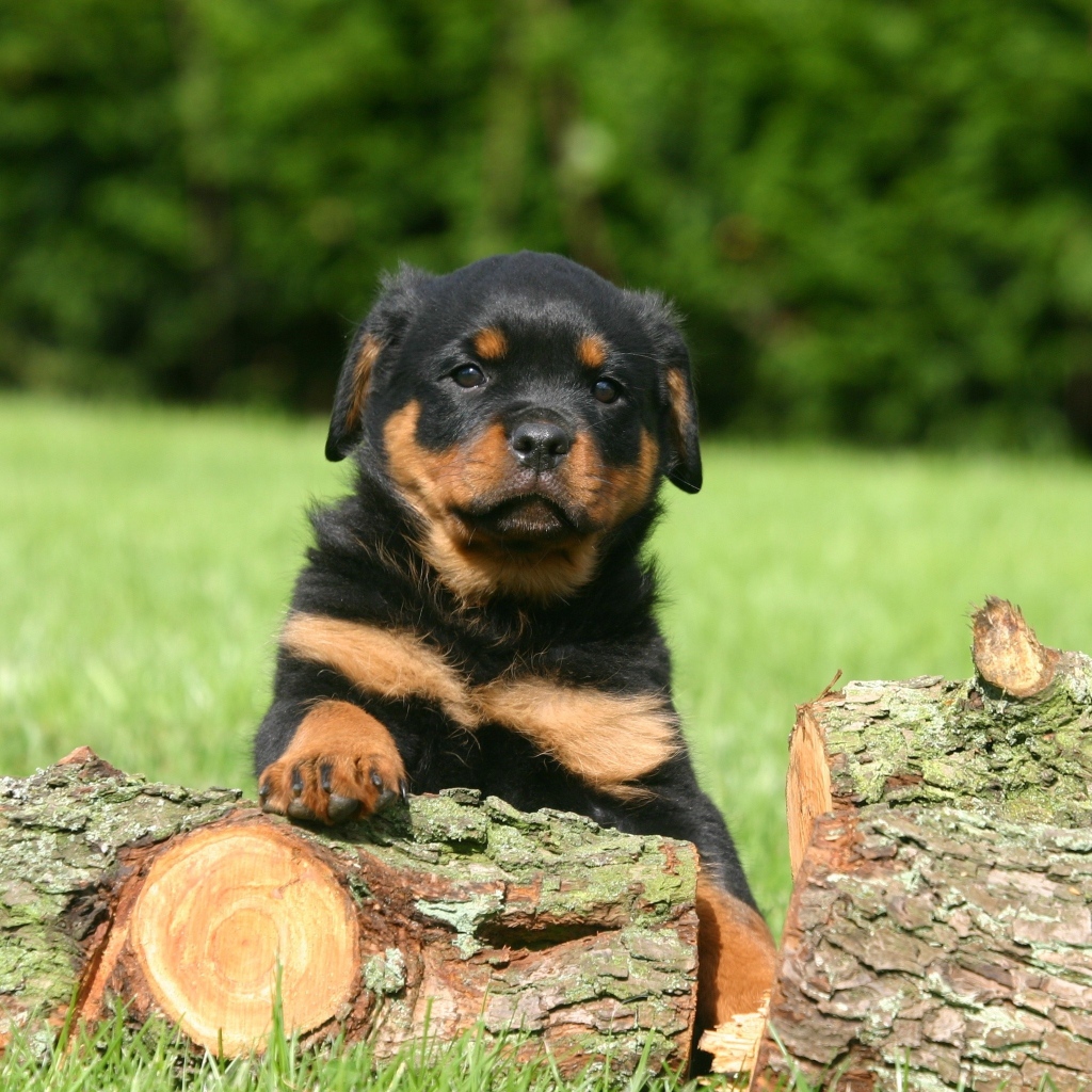 Щенок ротвейлера на дровах