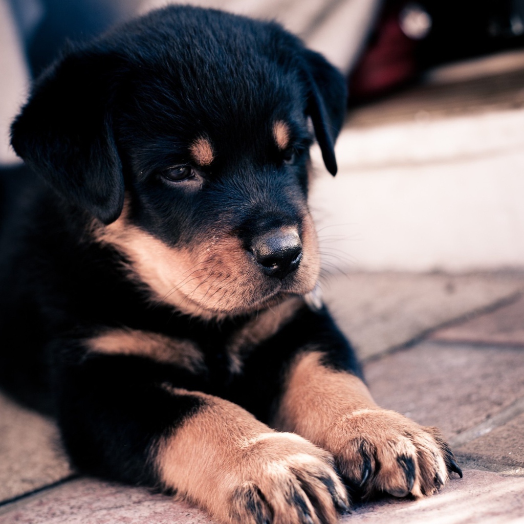 Щенок ротвейлера сложил лапки