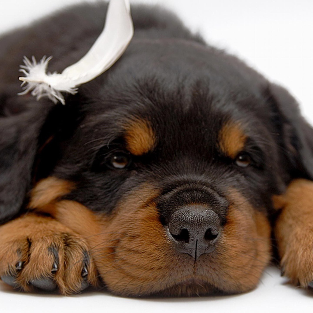 Щенок ротвейлера отдыхает