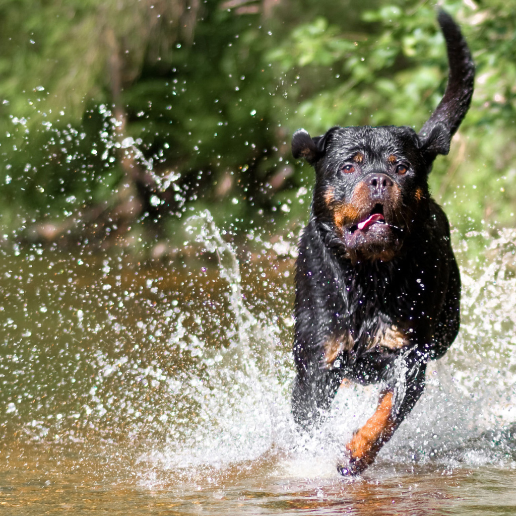 Ротвейлер бежит по воде