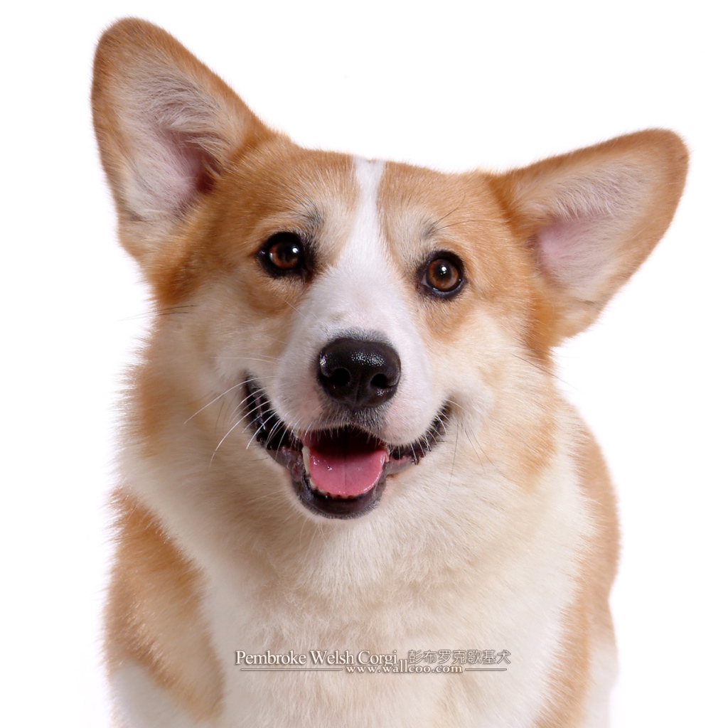 Королевский пес вельш-корги