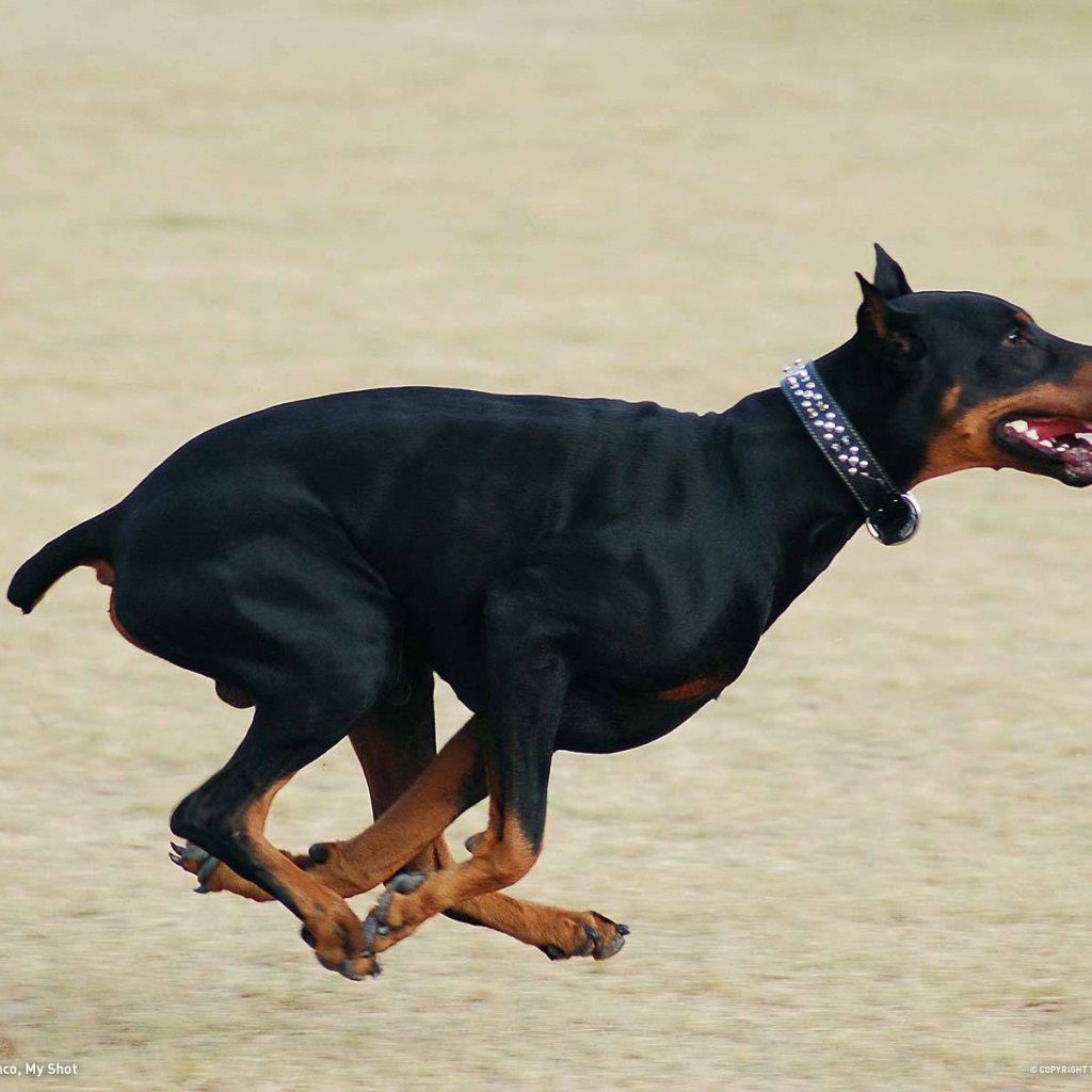 Бегущий доберман