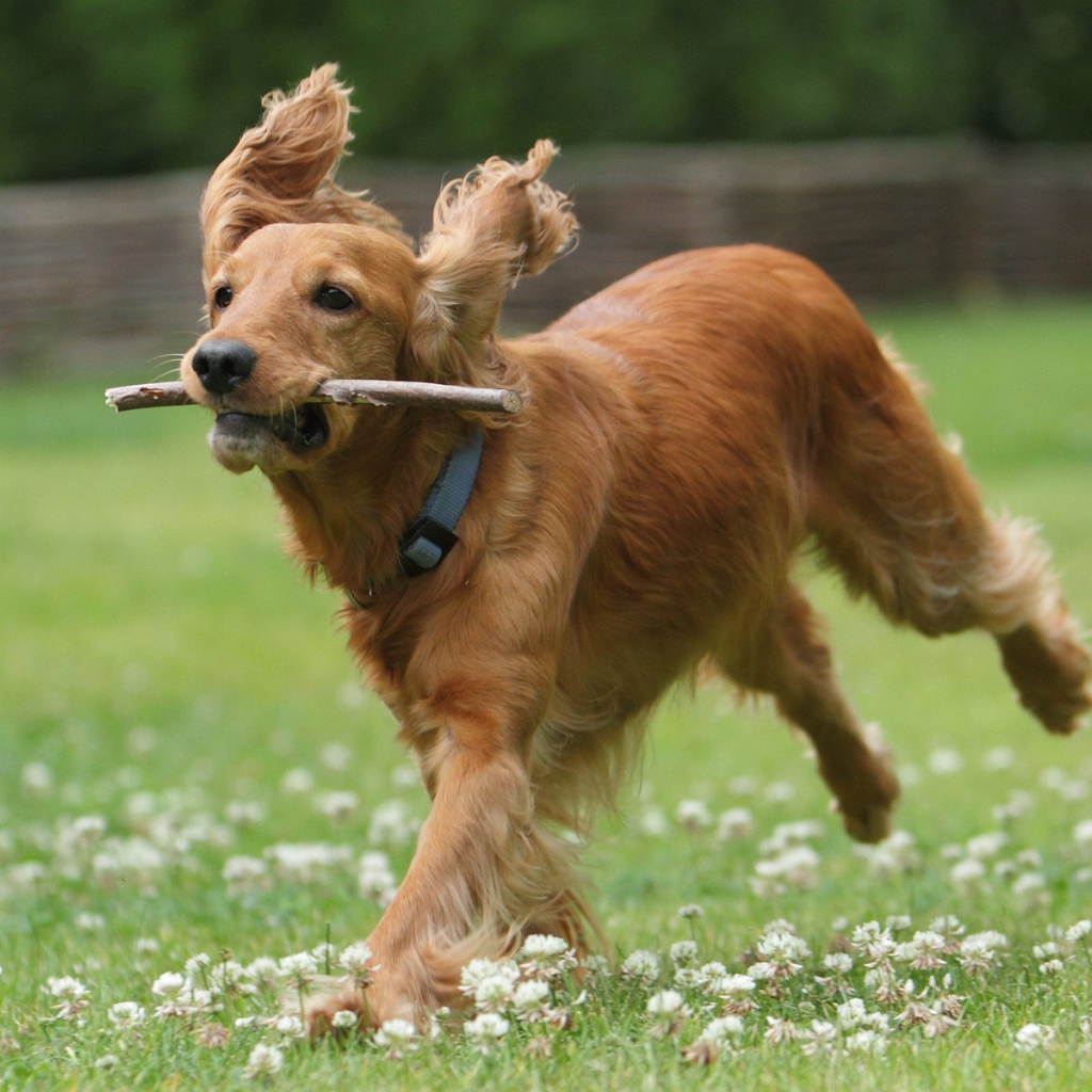 Бегущий английский спаниель