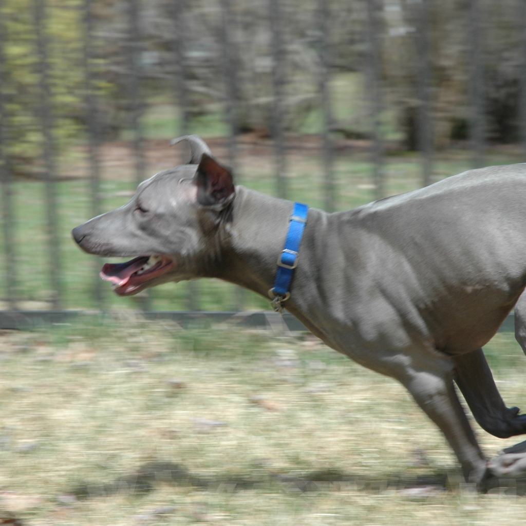 Бег тайского риджбека