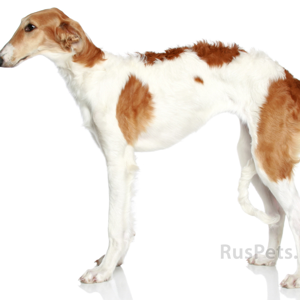 Русская псовая борзая