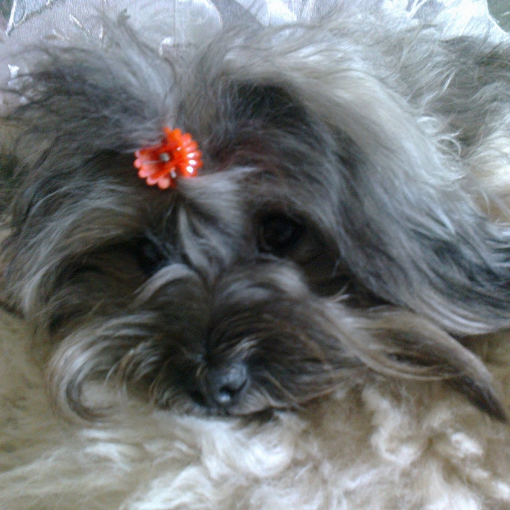 Русская цветная болонка