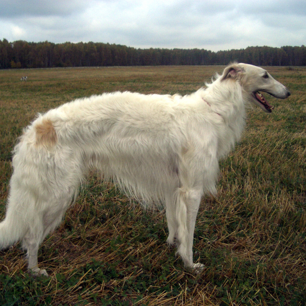 Русская борзая в поле