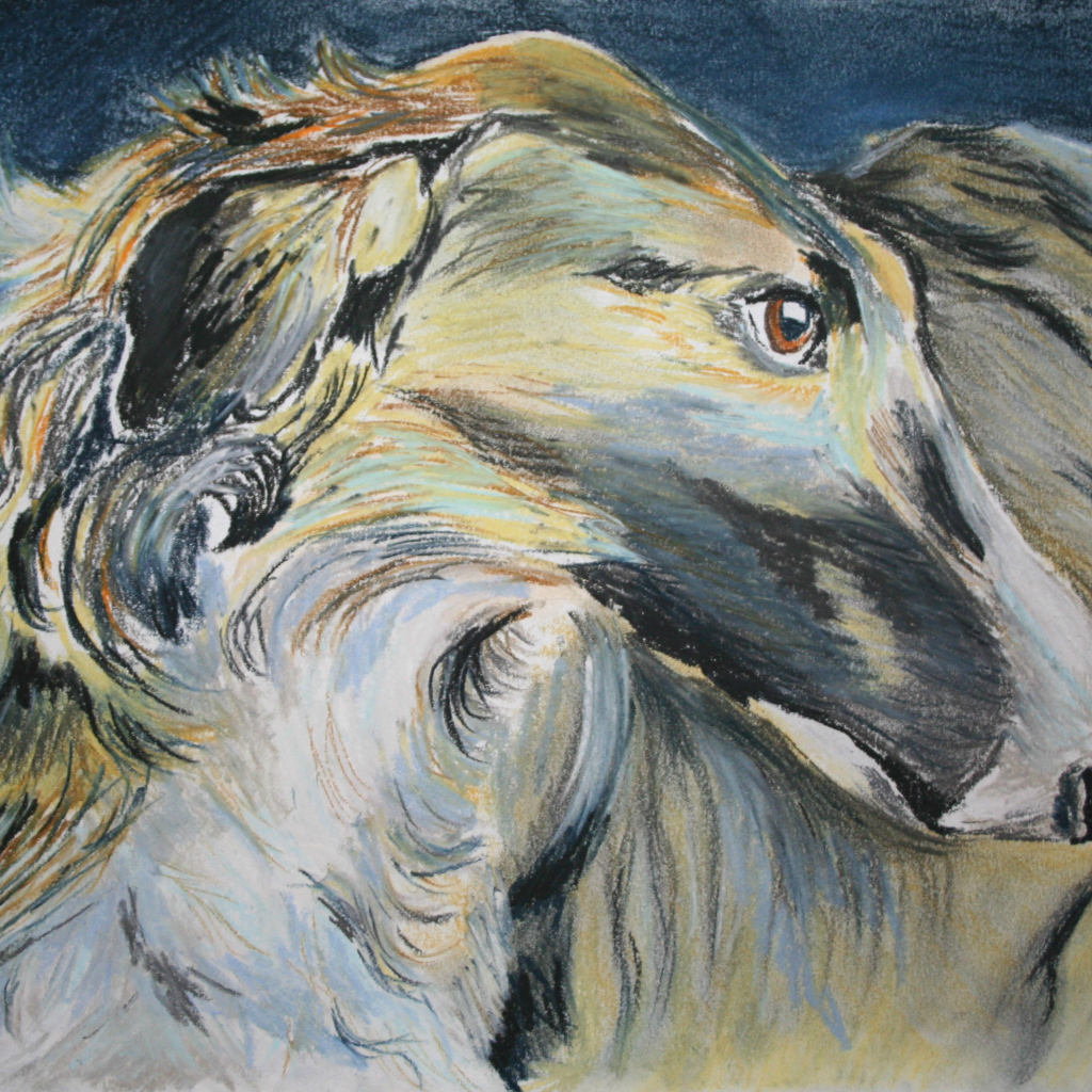 Русская борзая на рисунке