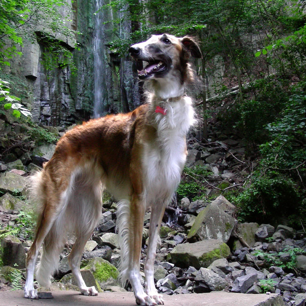 Русская борзая в лесу