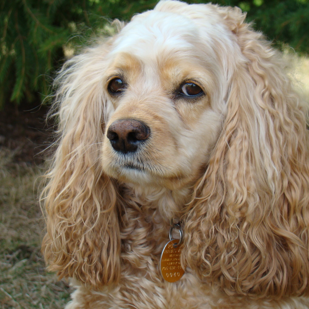 Грустный американский кокер спаниель