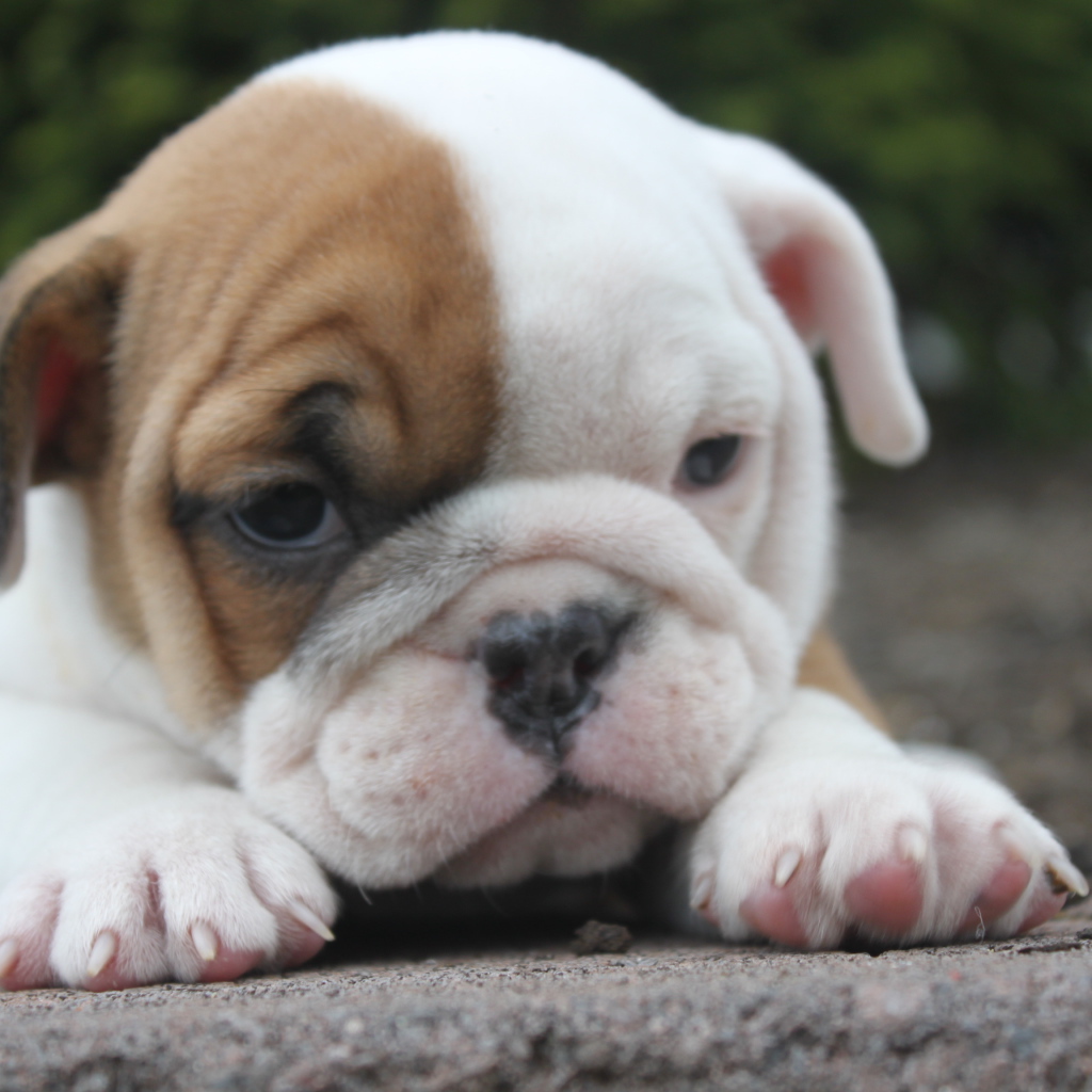 Грустный щенок английского бульдога
